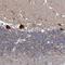 TWIST Neighbor antibody, NBP1-89449, Novus Biologicals, Immunohistochemistry frozen image 