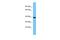 Olfactory Receptor Family 2 Subfamily S Member 2 (Gene/Pseudogene) antibody, PA5-71174, Invitrogen Antibodies, Western Blot image 