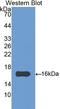 Angiogenin antibody, LS-C292798, Lifespan Biosciences, Western Blot image 