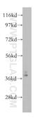 Transcription Factor AP-4 antibody, 12017-1-AP, Proteintech Group, Western Blot image 