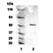 Adrenoceptor Alpha 2C antibody, NB100-93554, Novus Biologicals, Western Blot image 