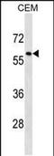 Tripartite Motif Containing 58 antibody, PA5-49123, Invitrogen Antibodies, Western Blot image 