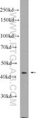 SRY-Box 17 antibody, 24903-1-AP, Proteintech Group, Western Blot image 