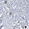 Transmembrane Protein 209 antibody, PA5-56818, Invitrogen Antibodies, Immunohistochemistry frozen image 