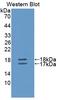 Interleukin 2 antibody, LS-C373887, Lifespan Biosciences, Western Blot image 