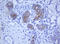 Keratin 5 antibody, LS-C175447, Lifespan Biosciences, Immunohistochemistry paraffin image 