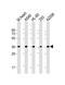 WW Domain Binding Protein 2 antibody, MA5-24757, Invitrogen Antibodies, Western Blot image 