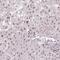 Ring Finger Protein 181 antibody, NBP2-49357, Novus Biologicals, Immunohistochemistry frozen image 