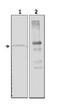 Amylase Alpha 2A (Pancreatic) antibody, GTX59694, GeneTex, Western Blot image 