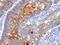 Extracellular matrix protein 1 antibody, GTX34683, GeneTex, Immunohistochemistry paraffin image 