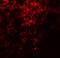 Prolyl 4-Hydroxylase Subunit Beta antibody, 8213, ProSci, Immunofluorescence image 