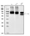 PVR Cell Adhesion Molecule antibody, A00664-3, Boster Biological Technology, Western Blot image 