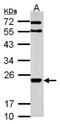  antibody, NBP2-21582, Novus Biologicals, Western Blot image 