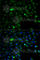Aldehyde Dehydrogenase 1 Family Member A1 antibody, A1802, ABclonal Technology, Immunofluorescence image 