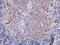 VAV1 antibody, GTX629749, GeneTex, Immunohistochemistry paraffin image 