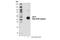 CD74 Molecule antibody, 77274S, Cell Signaling Technology, Western Blot image 
