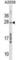 Coiled-Coil Domain Containing 144 Family, N-Terminal Like antibody, abx029802, Abbexa, Western Blot image 