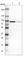 Protein Kinase C Alpha antibody, HPA006564, Atlas Antibodies, Western Blot image 