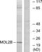 MOB Kinase Activator 3B antibody, GTX86990, GeneTex, Western Blot image 