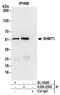 Serine Hydroxymethyltransferase 1 antibody, A304-259A, Bethyl Labs, Immunoprecipitation image 