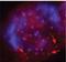 Telomeric Repeat Binding Factor 2 antibody, MA1-41001, Invitrogen Antibodies, Immunofluorescence image 