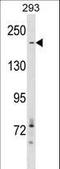 Acetyl-CoA Carboxylase Alpha antibody, LS-C155899, Lifespan Biosciences, Western Blot image 