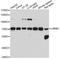 Lamin B1 antibody, MBS127671, MyBioSource, Western Blot image 