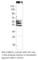 Growth Differentiation Factor 11 antibody, BMP11-1101AP, FabGennix, Western Blot image 