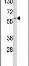 CDK5 Regulatory Subunit Associated Protein 1 antibody, PA5-26045, Invitrogen Antibodies, Western Blot image 