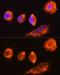 Mannosyl (Alpha-1,3-)-Glycoprotein Beta-1,2-N-Acetylglucosaminyltransferase antibody, GTX32720, GeneTex, Immunocytochemistry image 