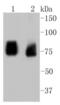 ASH2 Like, Histone Lysine Methyltransferase Complex Subunit antibody, NBP2-67500, Novus Biologicals, Western Blot image 