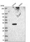 GDP-Mannose 4,6-Dehydratase antibody, NBP1-83357, Novus Biologicals, Western Blot image 