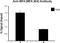 Interferon Regulatory Factor 4 antibody, 646412, BioLegend, Chromatin Immunoprecipitation image 