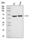 CD86 antibody, A00220-3, Boster Biological Technology, Western Blot image 