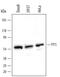 YY1 Transcription Factor antibody, AF3784, R&D Systems, Western Blot image 