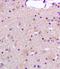 Glutamate Ionotropic Receptor NMDA Type Subunit 2C antibody, orb11162, Biorbyt, Immunohistochemistry paraffin image 