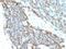 CD99 Molecule (Xg Blood Group) antibody, MBS438889, MyBioSource, Immunohistochemistry paraffin image 