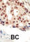 Protein Kinase CGMP-Dependent 2 antibody, abx033809, Abbexa, Western Blot image 