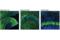 Protein Kinase C Gamma antibody, 59090S, Cell Signaling Technology, Immunofluorescence image 
