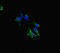 LYN Proto-Oncogene, Src Family Tyrosine Kinase antibody, LS-C678541, Lifespan Biosciences, Immunofluorescence image 