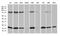 RNA Polymerase II Subunit H antibody, LS-C798838, Lifespan Biosciences, Western Blot image 