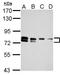 TBC1 Domain Family Member 15 antibody, GTX121081, GeneTex, Western Blot image 