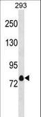 Potassium Voltage-Gated Channel Subfamily A Member 4 antibody, LS-C157843, Lifespan Biosciences, Western Blot image 