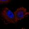 WD Repeat Containing Antisense To TP53 antibody, NBP2-56099, Novus Biologicals, Immunocytochemistry image 