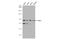 MRE11 Homolog, Double Strand Break Repair Nuclease antibody, 56211, QED Bioscience, Western Blot image 