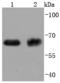 ATP Binding Cassette Subfamily G Member 2 (Junior Blood Group) antibody, A00457-1, Boster Biological Technology, Western Blot image 