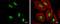 SRY-Box 8 antibody, GTX129949, GeneTex, Immunocytochemistry image 