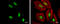 Transcription factor SOX-8 antibody, GTX129949, GeneTex, Immunocytochemistry image 