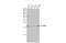 Putative glutathione peroxidase 7, chloroplastic antibody, 13911, QED Bioscience, Western Blot image 