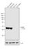 Calcium/Calmodulin Dependent Protein Kinase I antibody, PA1-543, Invitrogen Antibodies, Western Blot image 